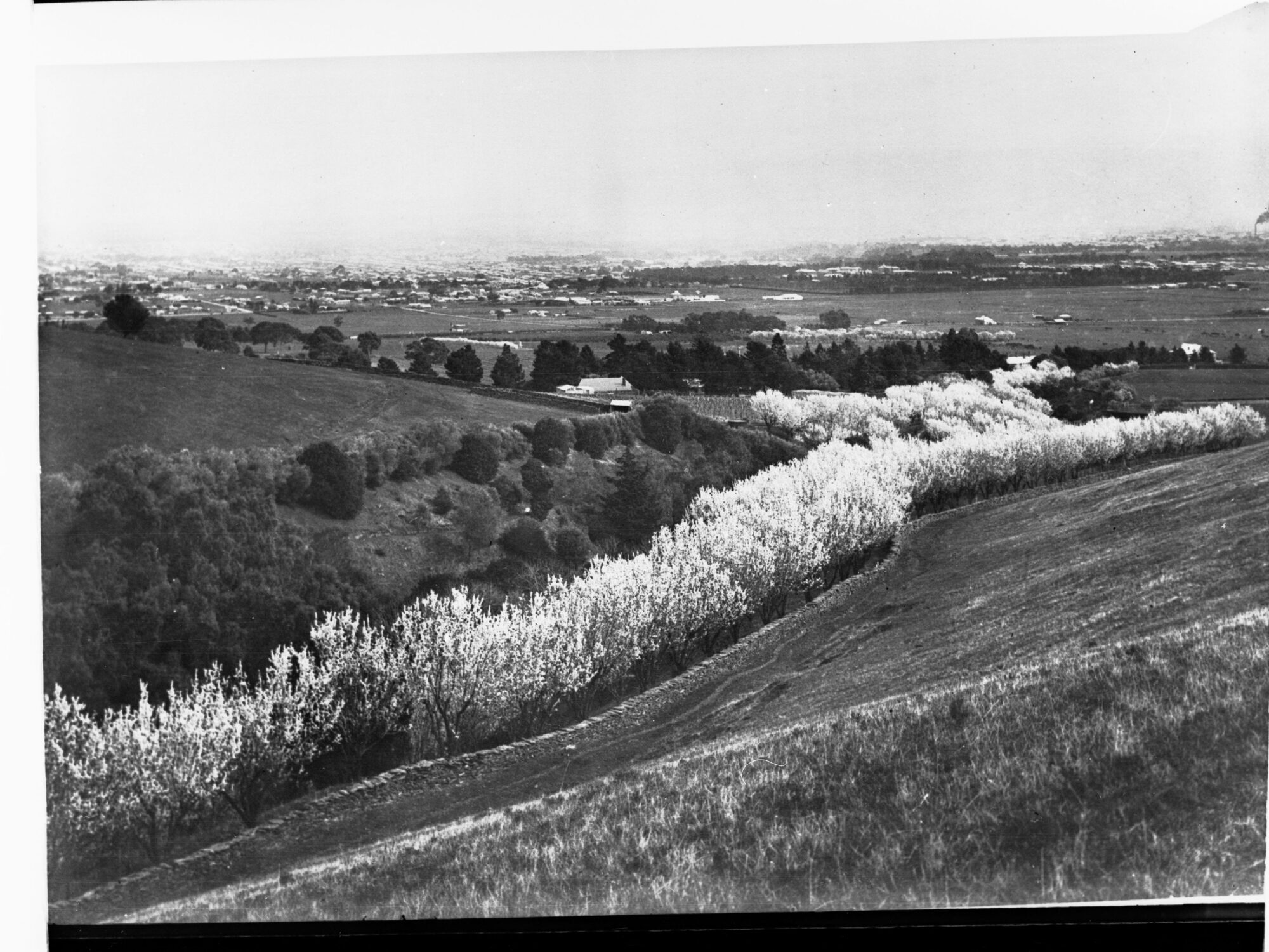 Willunga Almond Blossom Festival
