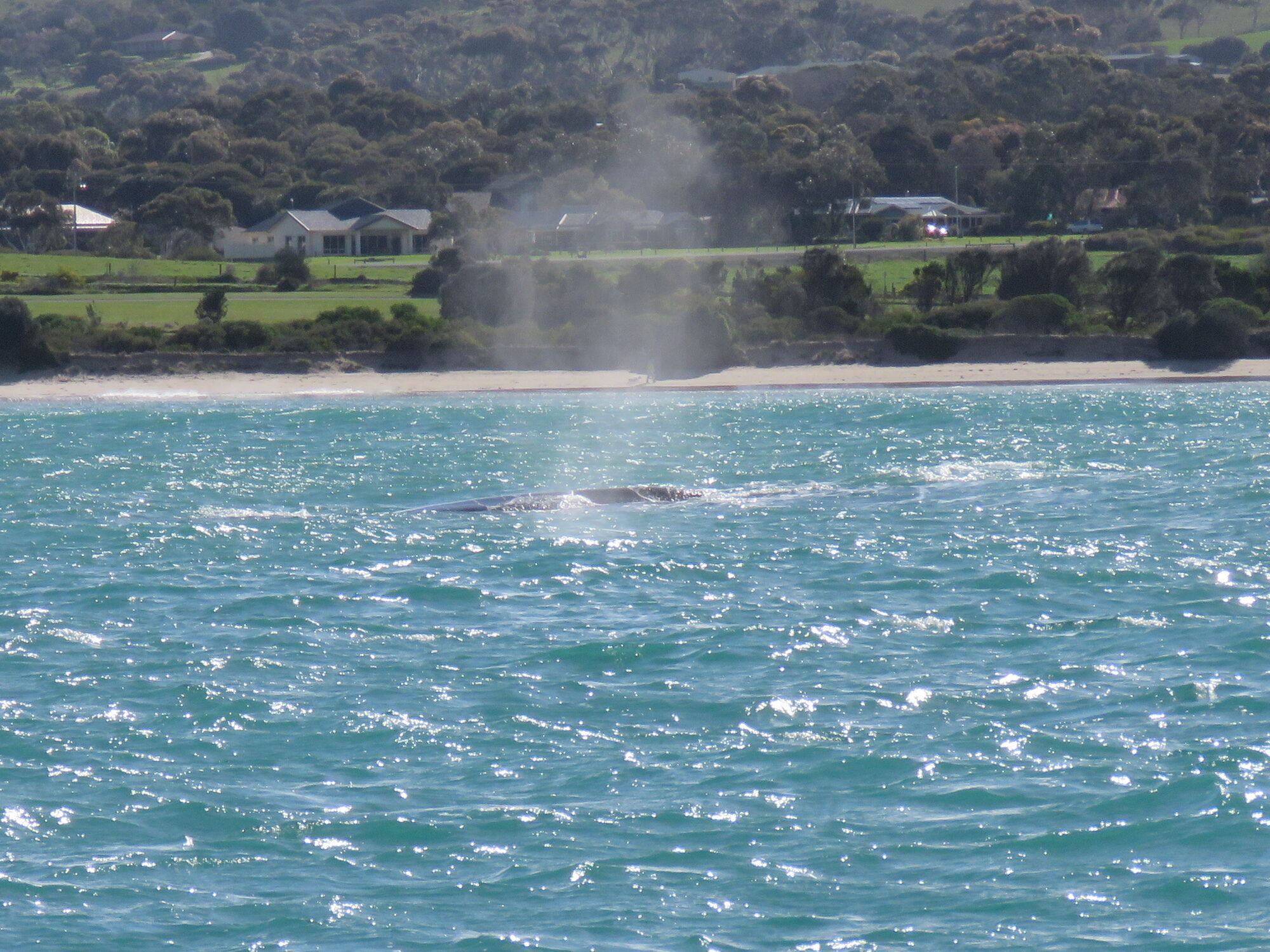 Top 10 Fleurieu wildlife experiences