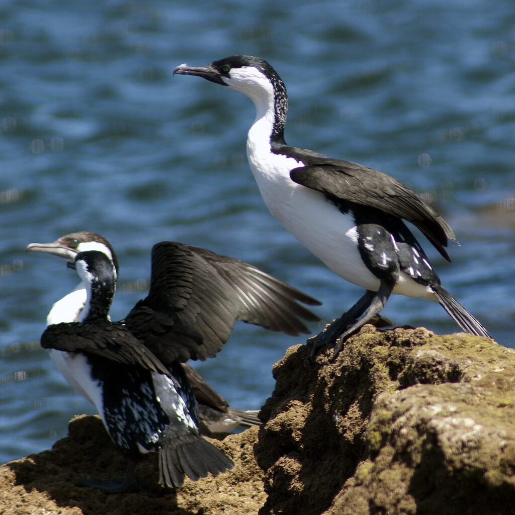 Fleurieu rock pools: a tide-by-tide guide