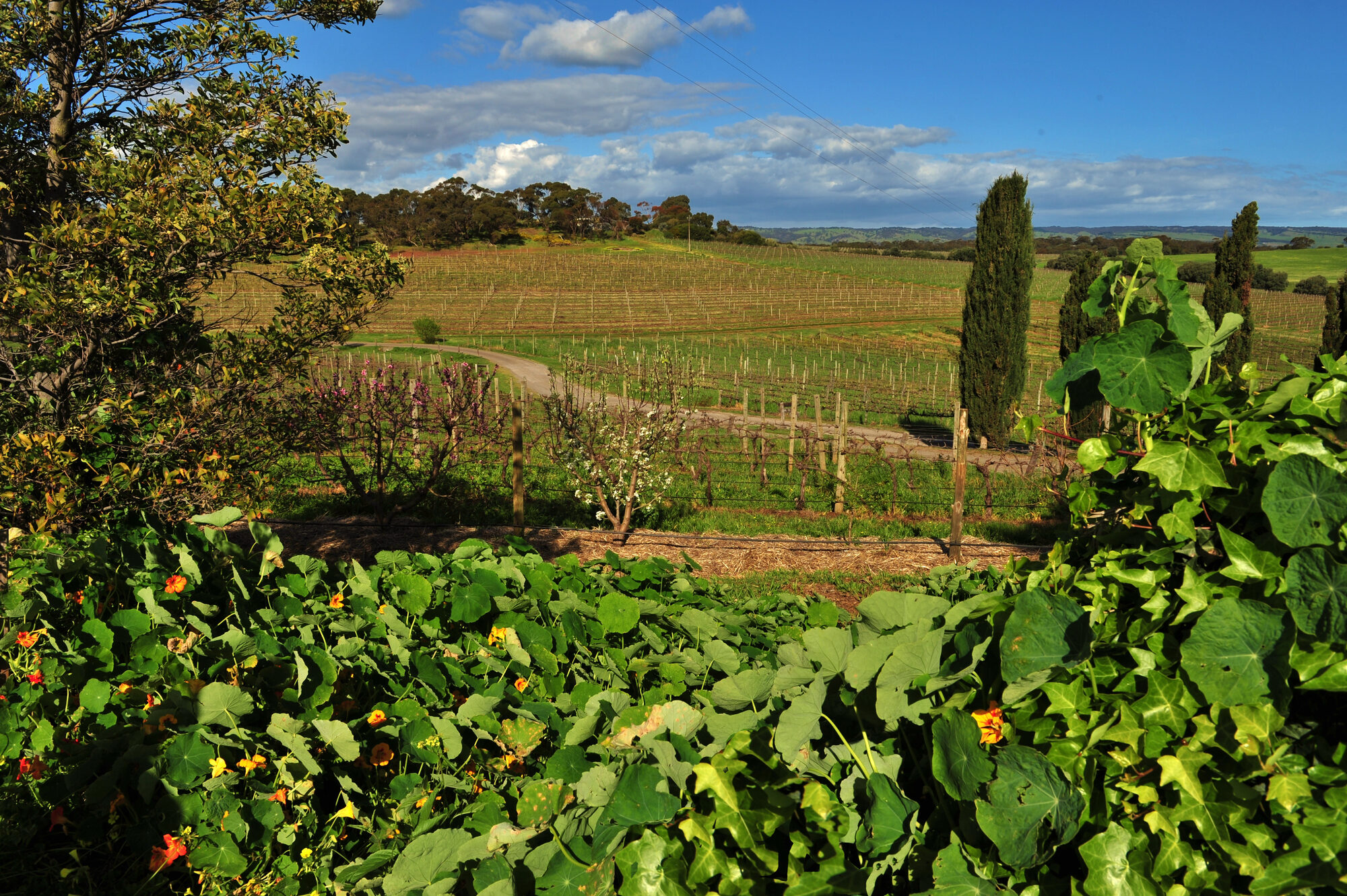 Grenache vs Shiraz: a McLaren Vale tasting trail