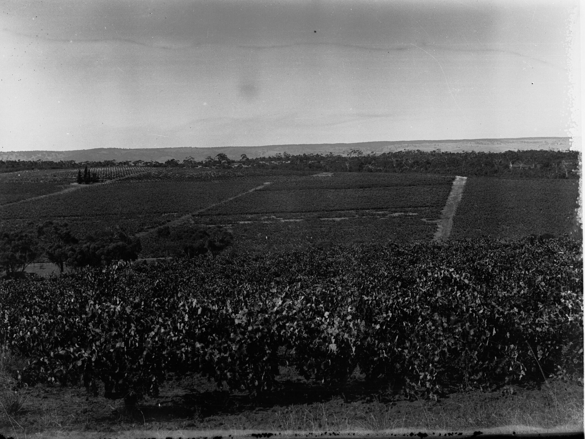 A weekend in McLaren Vale