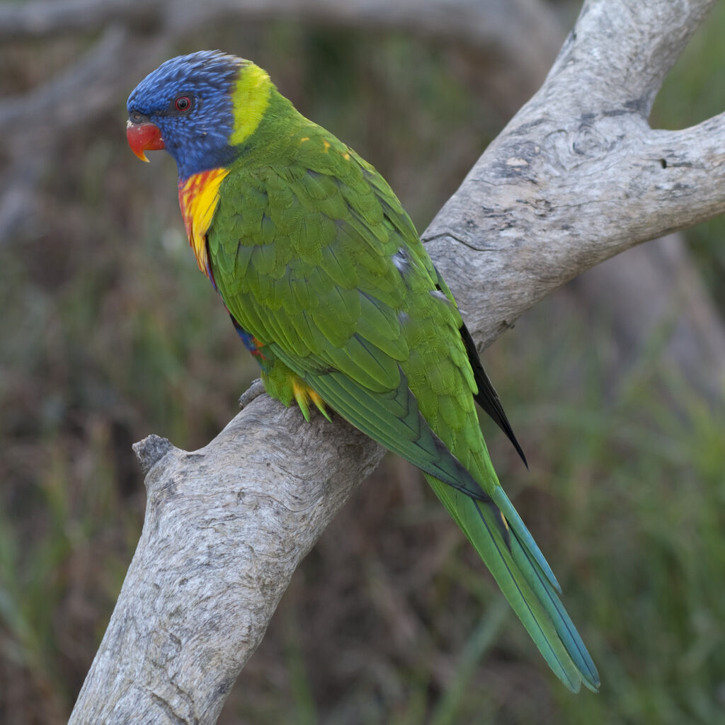 Top 10 Fleurieu free family days